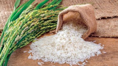 أسعار الأرز ترتفع عالميًا لأعلى مستوى منذ 15 عامًا ع عودة تأثير الطقس على المحاصيل