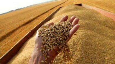 «السلع التموينية» تعلن عن ممارسة لاستيراد القمح من جميع المناشئ المدرجة