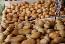 «المكتب التجاري ببيروت»: 60% نموًا بصادرات البطاطس المصرية للبنان