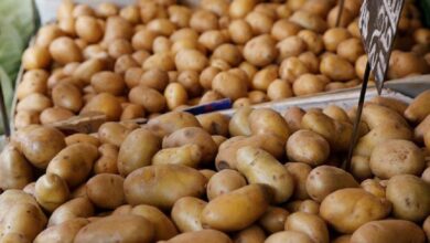 «المكتب التجاري ببيروت»: 60% نموًا بصادرات البطاطس المصرية للبنان