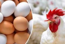 5 جنيهات في الساسو| استقرار أسعار الفراخ البيضاء.. والبيض الأحمر مفاجأة