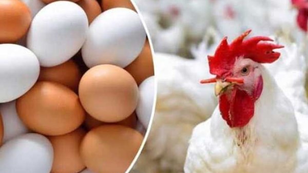 5 جنيهات في الساسو| استقرار أسعار الفراخ البيضاء.. والبيض الأحمر مفاجأة
