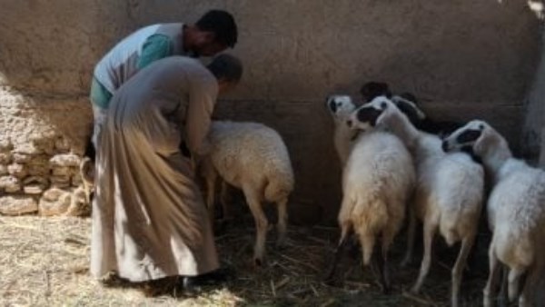 أخبار الوادى الجديد| فتح باب التقدم لمبادرة تنمية الإنتاج الحيواني.. وانطلاق حملات تحصين الماشية