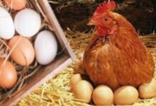 انخفاض ملحوظ .. أسعار الدواجن والبانيه اليوم الاثنين بالبورصة والأسواق