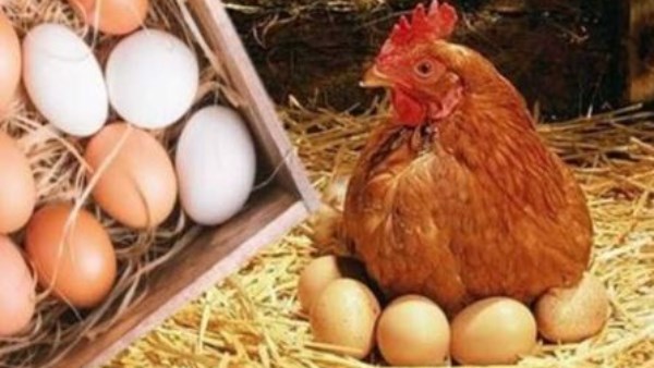 انخفاض ملحوظ .. أسعار الدواجن والبانيه اليوم الاثنين بالبورصة والأسواق