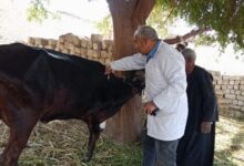 انطلاق الحملة القومية للتحصين ضد أمراض الحمى القلاعية والوادي المتصدع غدا بالجيزة