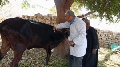 انطلاق الحملة القومية للتحصين ضد أمراض الحمى القلاعية والوادي المتصدع غدا بالجيزة