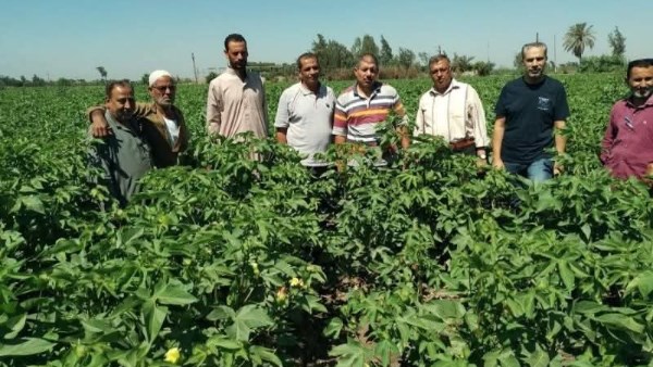 ندوة إرشادية للنهوض بمحصول القطن بكفر الأعصر بمركز أبو كبير
