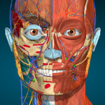 anatomy-learning-3d-anatomy.png