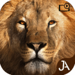 safari-online-evolution.png