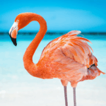 the-flamingo.png