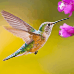 the-hummingbird.png
