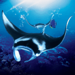 the-manta-rays.png