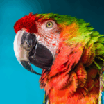 the-parrot.png