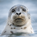 the-seal.png