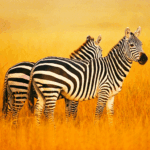 the-zebra.png